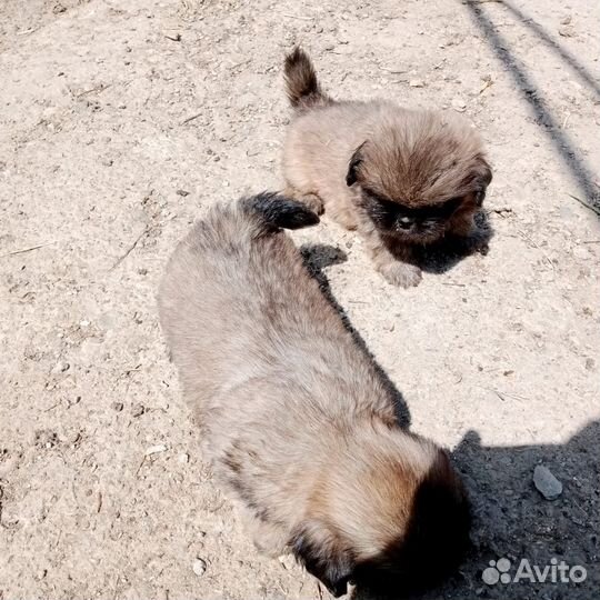 Щенки пекинеса