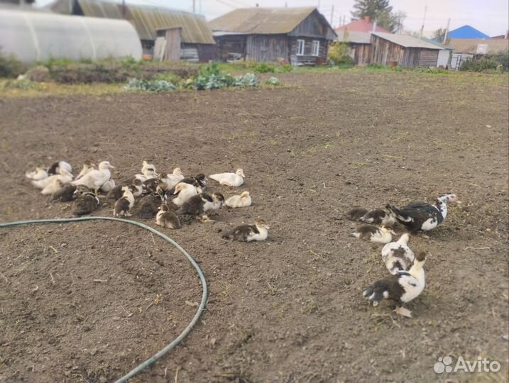 Индоутки, утки, яйцо индоутки