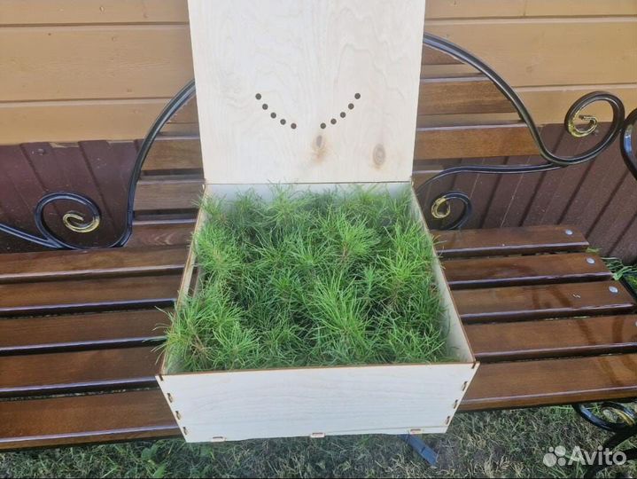 Саженцы ели зкс оптом