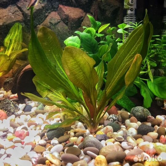 Аквариумные растения