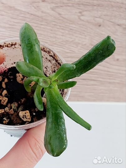 Монстера минима, толстянка/ крассула Хоббит