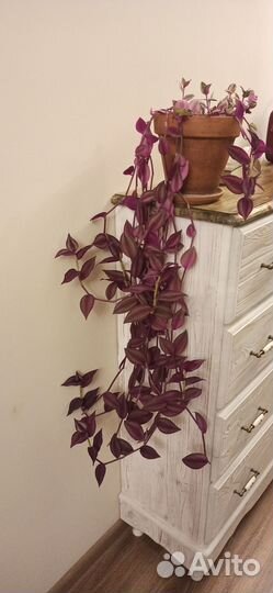 Цветок Традесканция