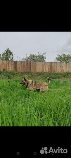 Собака охранник Маркус