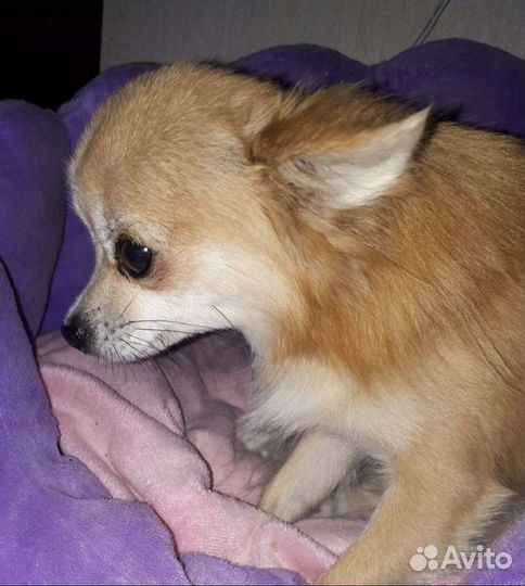 Вязка Чихуахуа