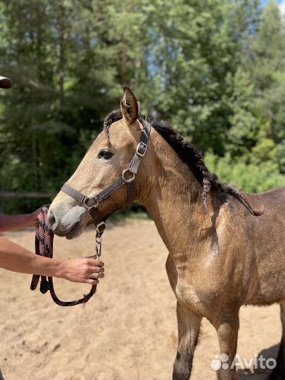 Райд пони (кобылка башкирской породы)