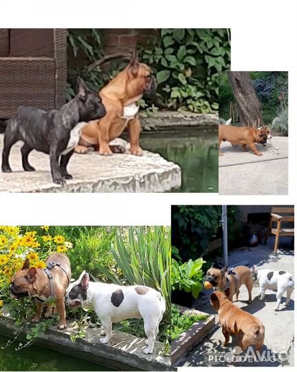 Передержка собак