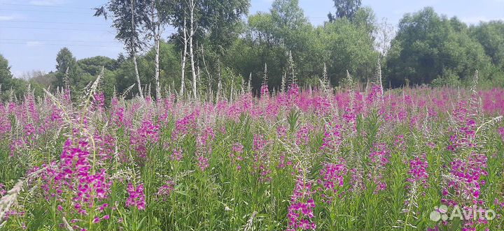 Иван-чай (Кипрей) ферментированный