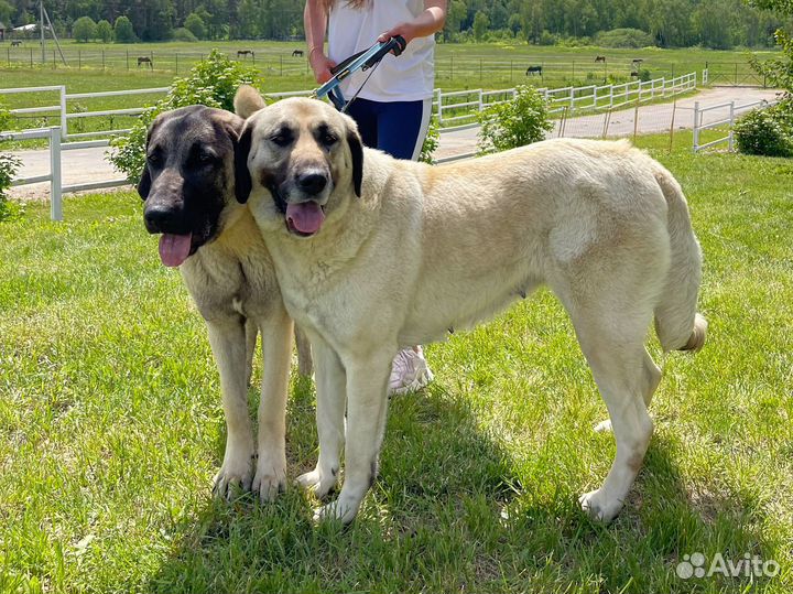 Щенки турецкого кангала