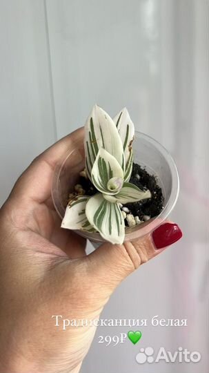 Комнатные цветы