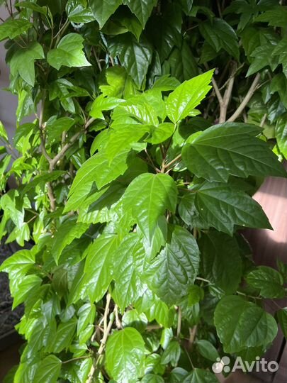 Китайская роза