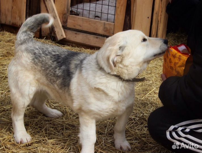 В добрые руки