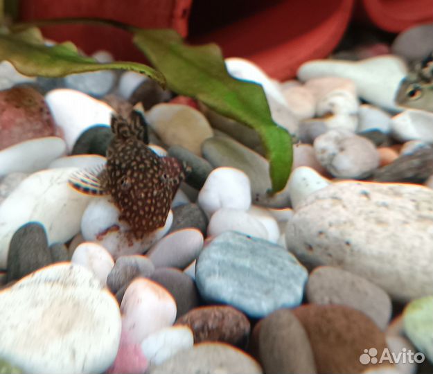 Сомики анциструсы