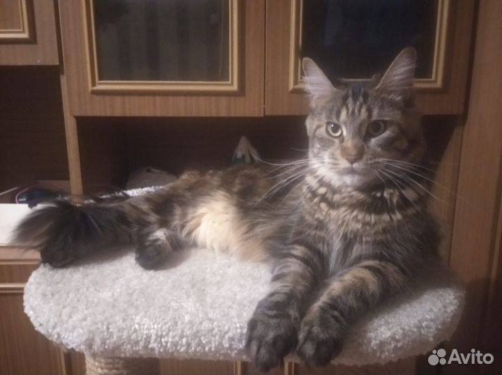 Котёнок Мейн-Кун
