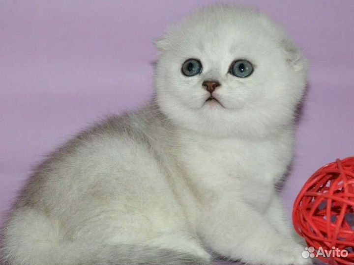 Шотландская шиншила