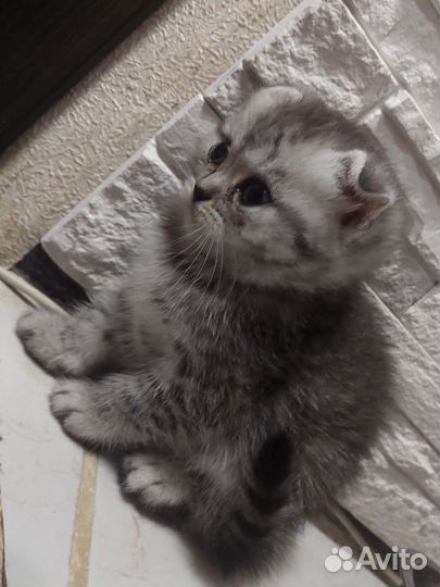 Шотландские котята