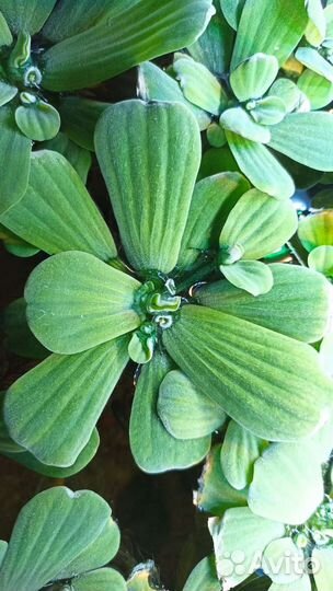 Водоросли для аквариума