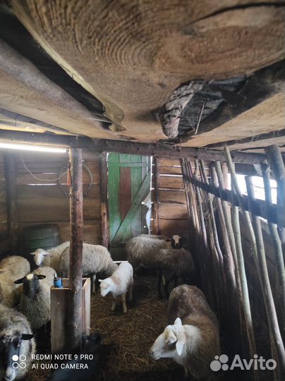 Овцы бараны ягнята