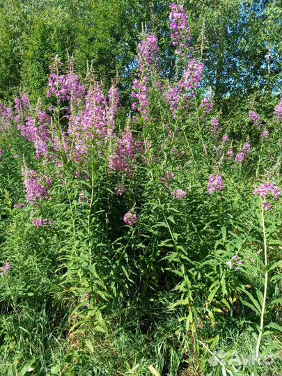 Иван-чай лесной, ферментированный