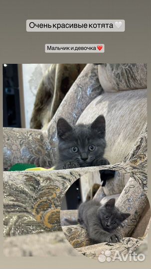 Отдам в добрые руки маленьких котят