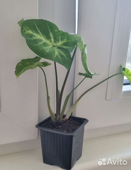 Комнатные растения