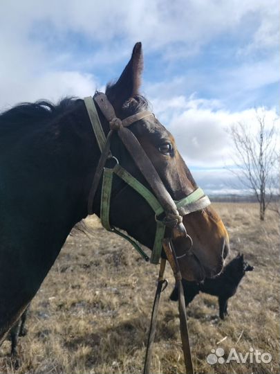 Мерин,жеребцы,жеребята рысаки иноходцы