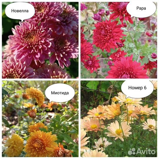 Хризантема корейская + мультифлора + георгины