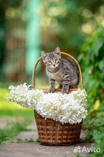 Котенок девочка в дар