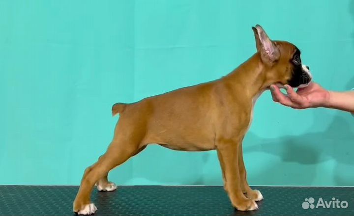 Боксер щенок