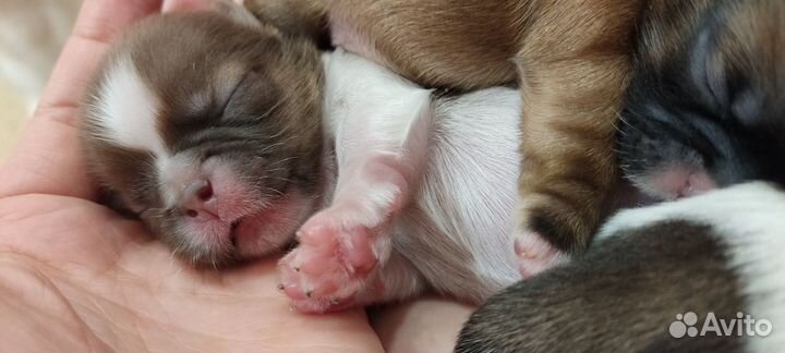 Собаки щенки