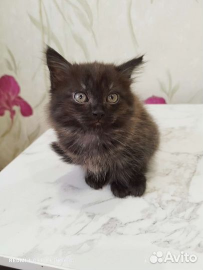 Кошки