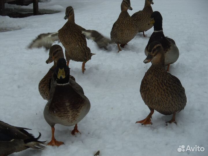 Продам уток (манных) кряковых