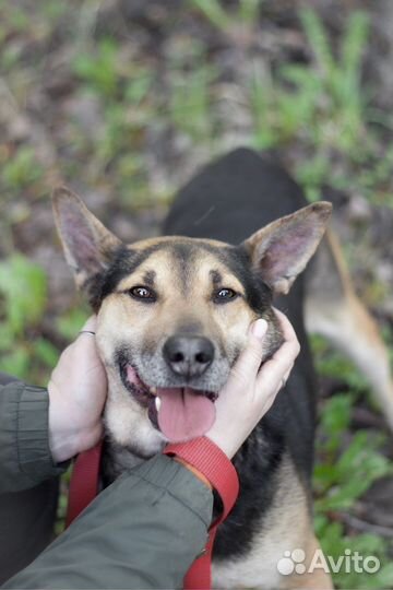 Бывшедомашний Боб ищет дом