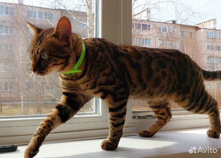 Бенгальский кот вязка