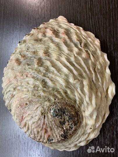 Морские ракушки раковины