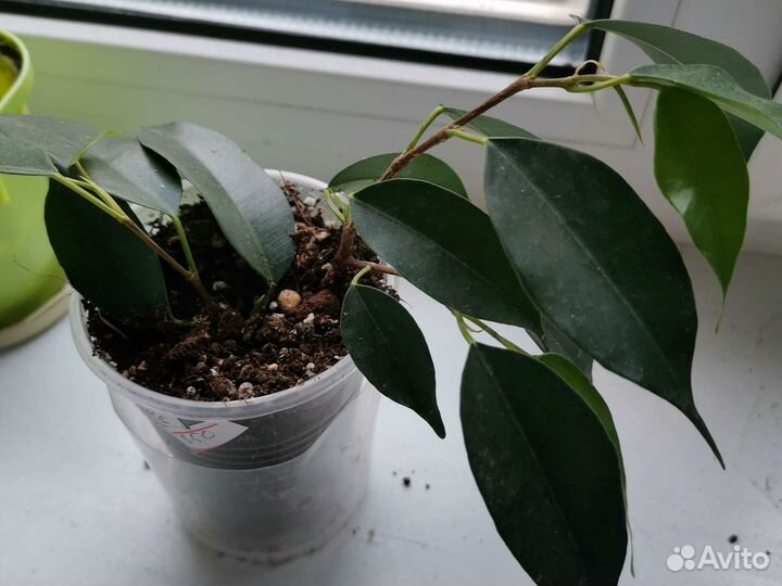 Фикус бенджамина и Аглаонема