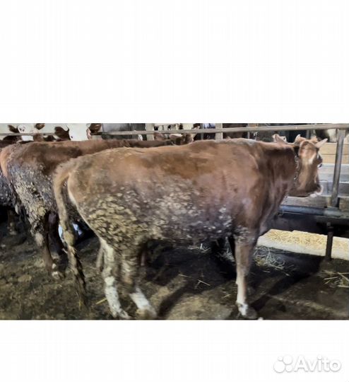 Телки на мясо
