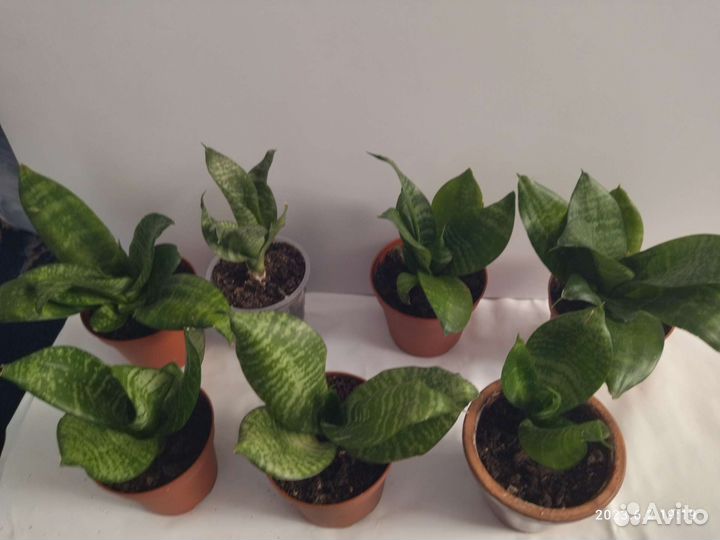 Сансевиерия Фанни(миниатюрный цветок)