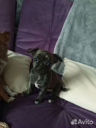 Щенки чихуахуа