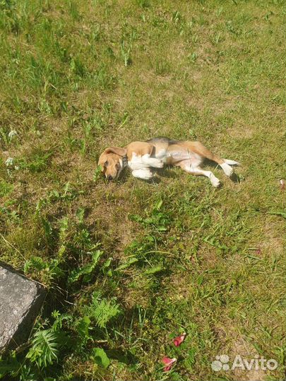 Собака породы Бигль