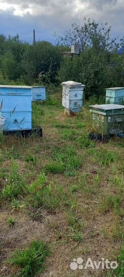 Улей для пчел бу