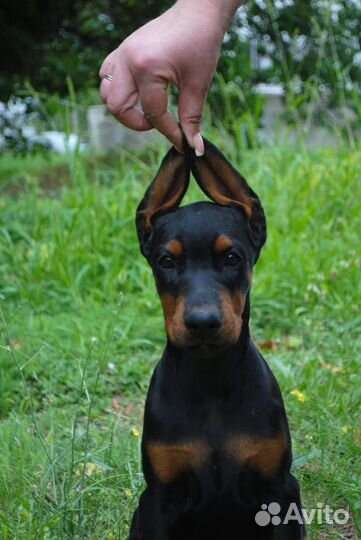 Щенки добермана