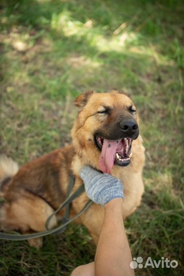 Умный пёс Кай ищет свою семью