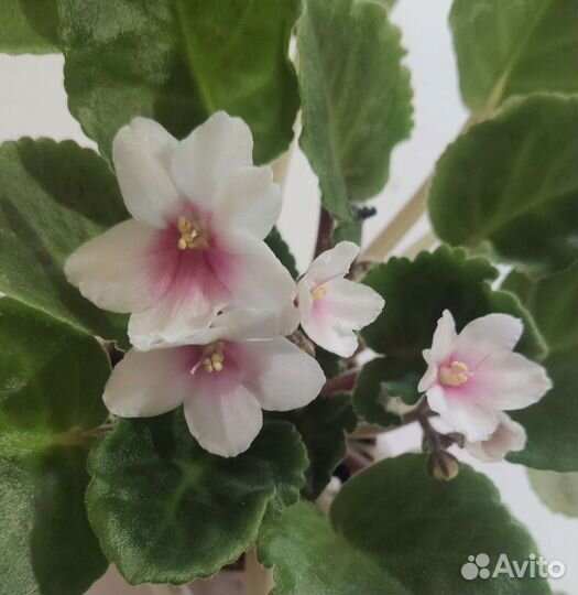 Фиалки листики