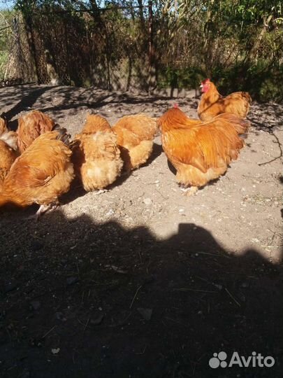 Куры молодки несушки