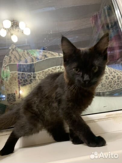 Котенок бесплатно