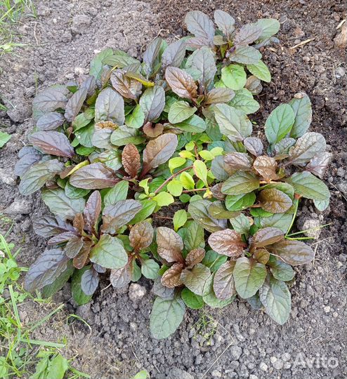 Аюга (живучка ползучая)