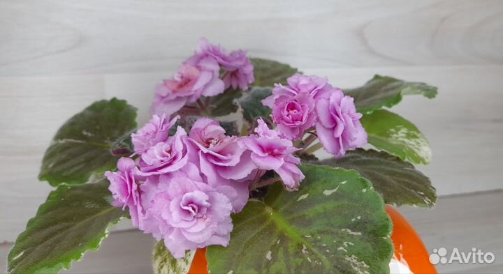 Фиалки цветущие