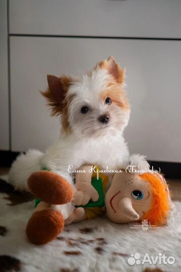 Бело-красный йорк мальчик