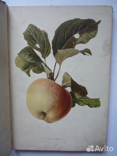 А.С. Гребницкий атлас плодов том 3