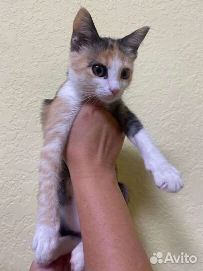 Кошка в дар